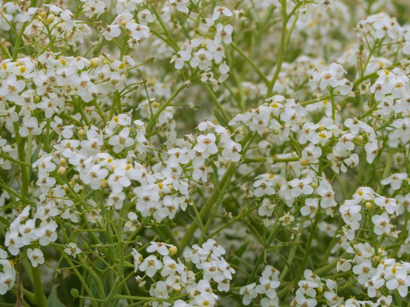 A close up of some white flowers with green stems