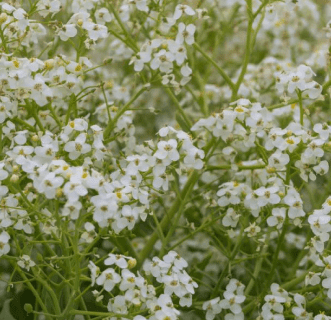 White flowers blooming in a dense cluster.